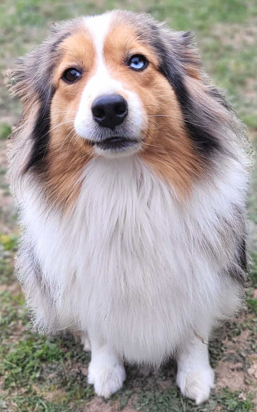 Publication : Pepite De La Chaigne 