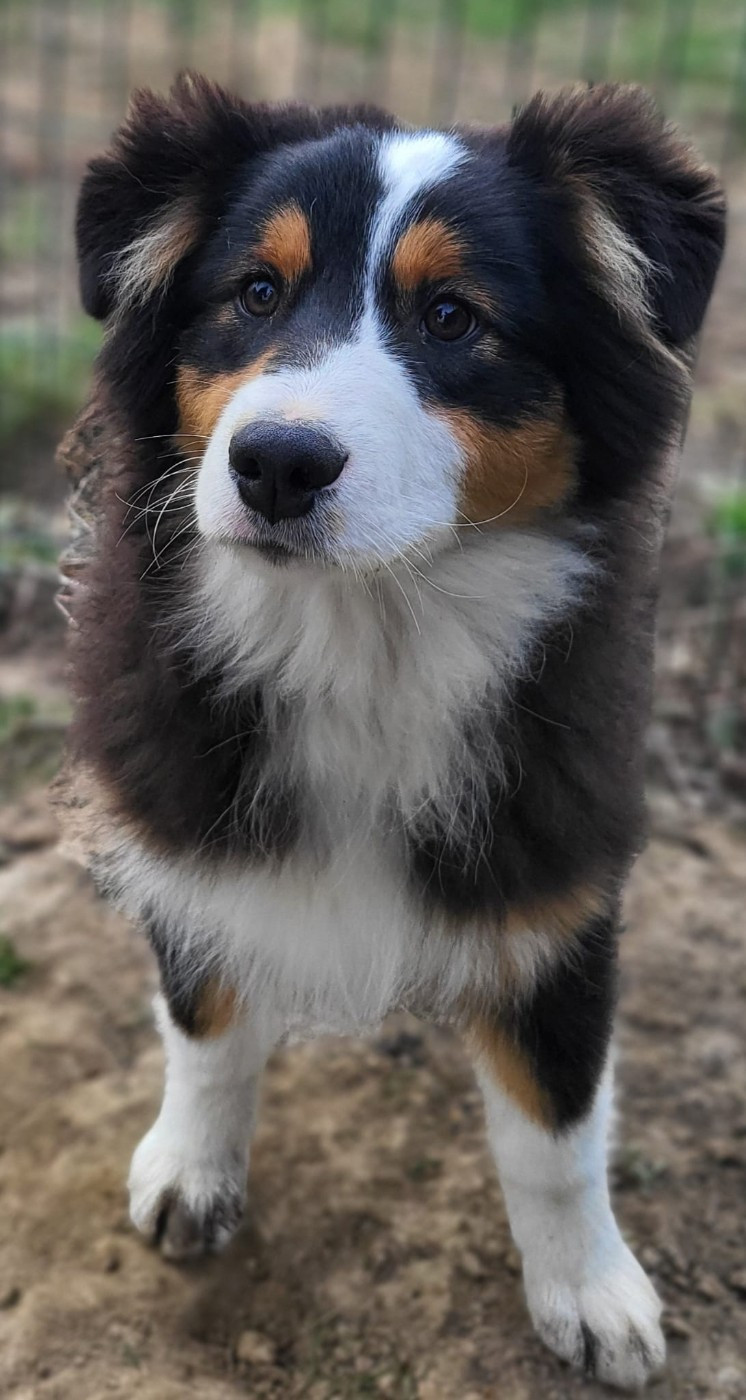 Publication : Pepite De La Chaigne 