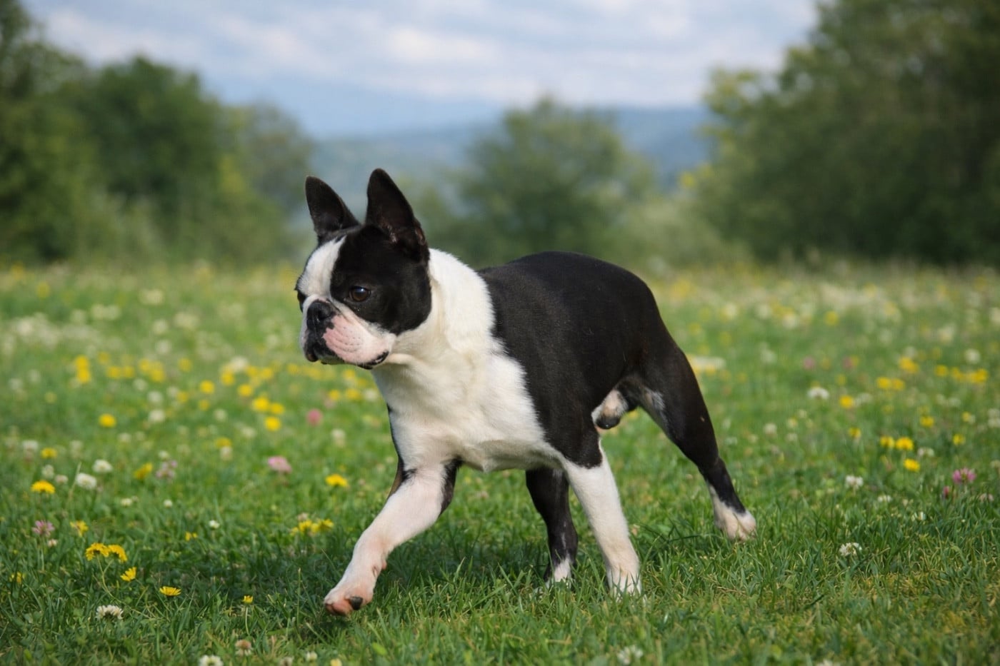 Chan Chue Vas y Béco