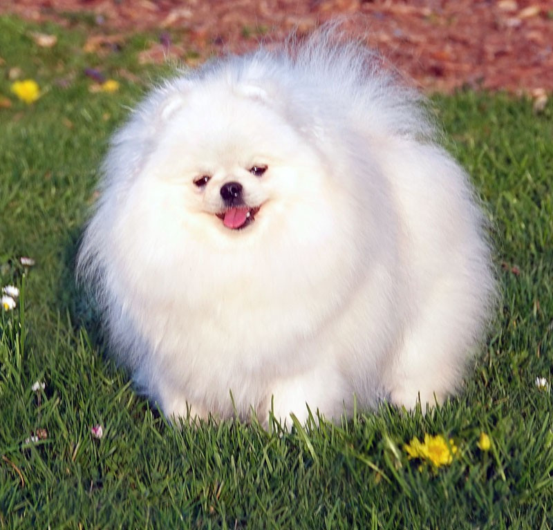 Publication : D'Arlande