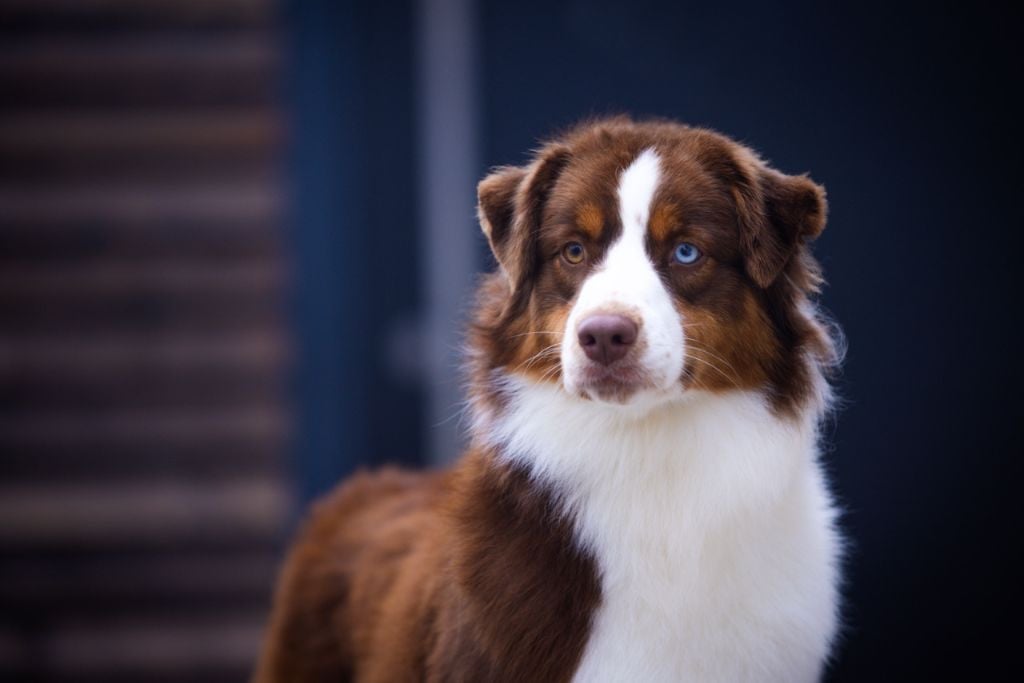 Publication : Shepherds Of Paradise 