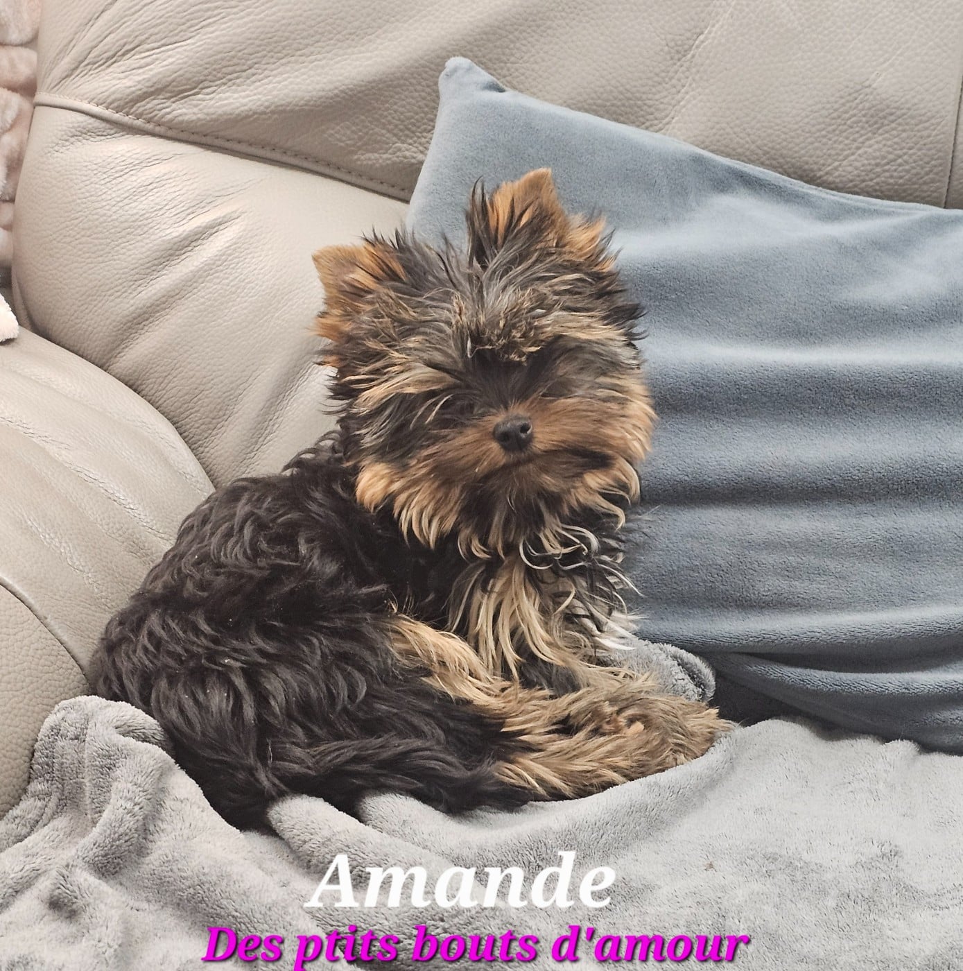 Publication : Des P'tits Bouts D'amour Auteur : Monique GIRAUD