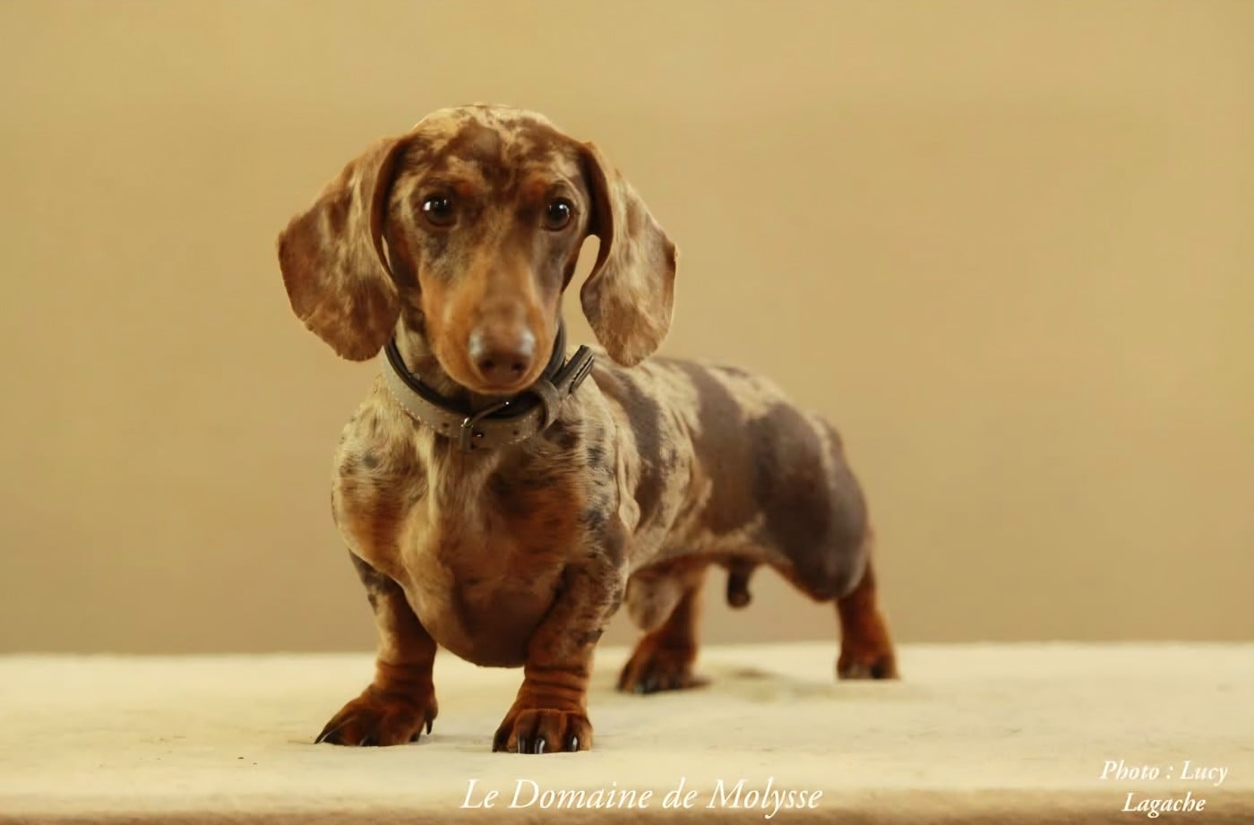 Publication : The Wolves Of Valhalla 