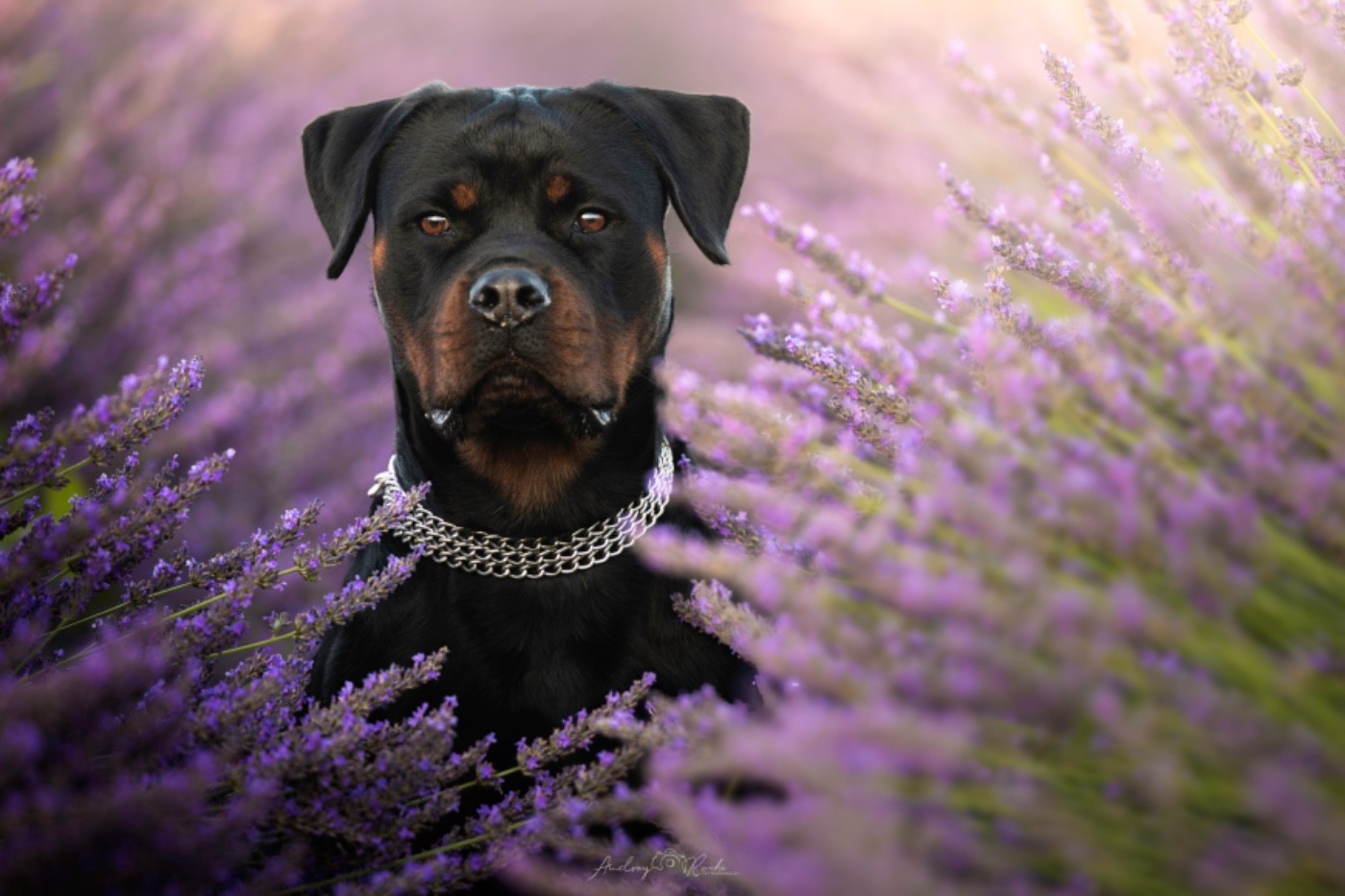 Publication : Of The Land Of Midnight Auteur : Roche.A