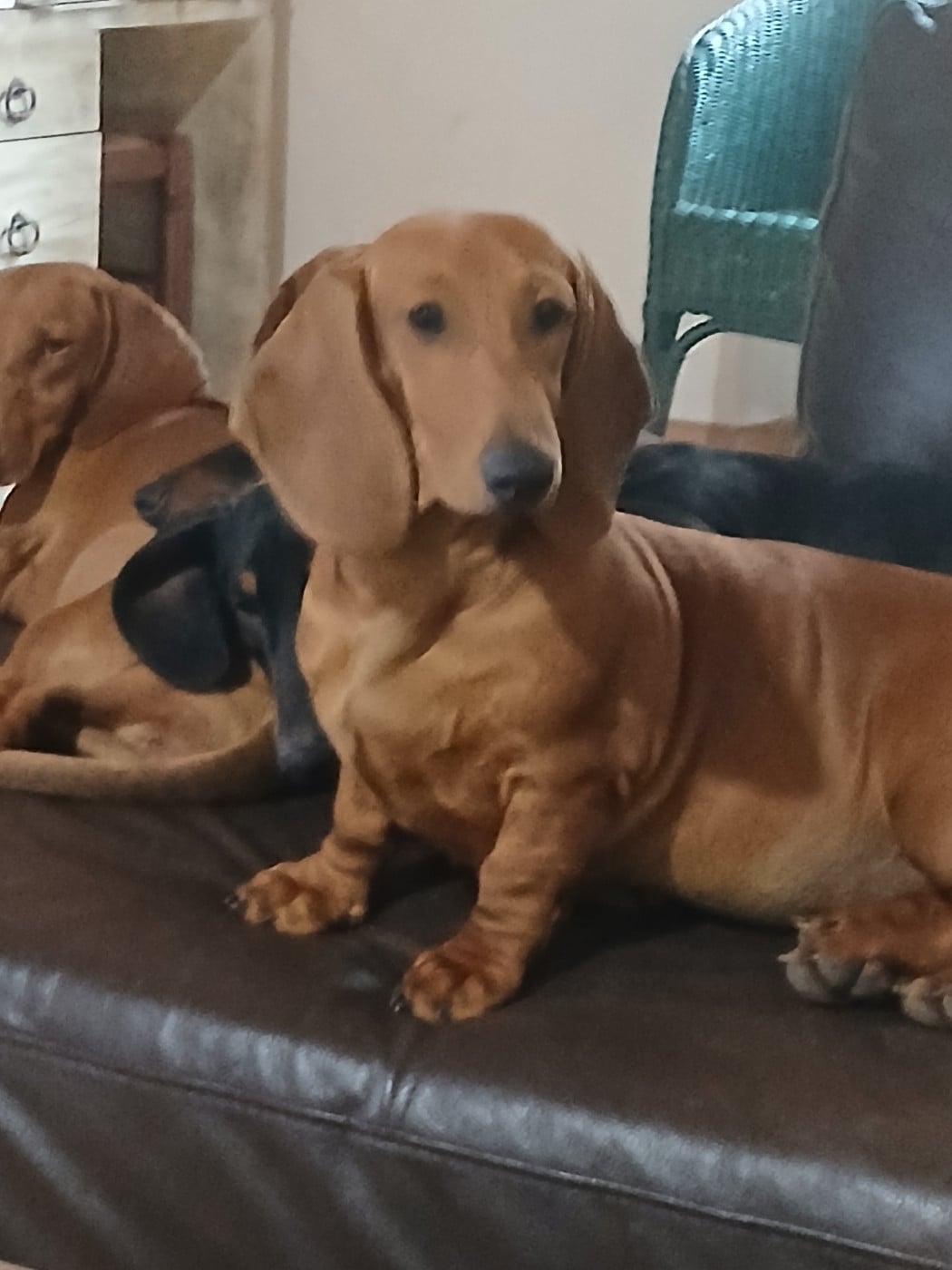 Publication : De Chez Dame Céline