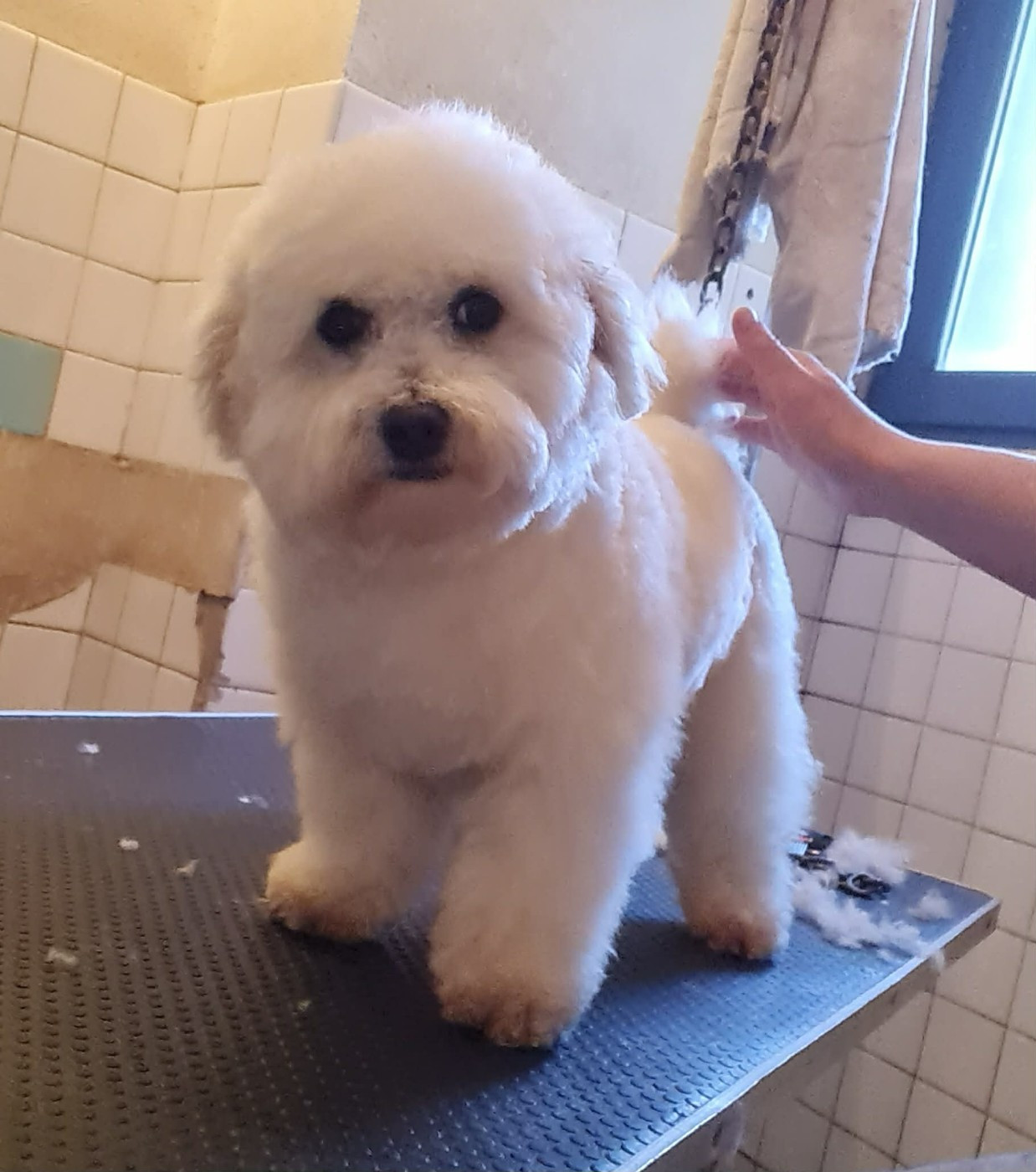 Publication : une Patte de Diamant