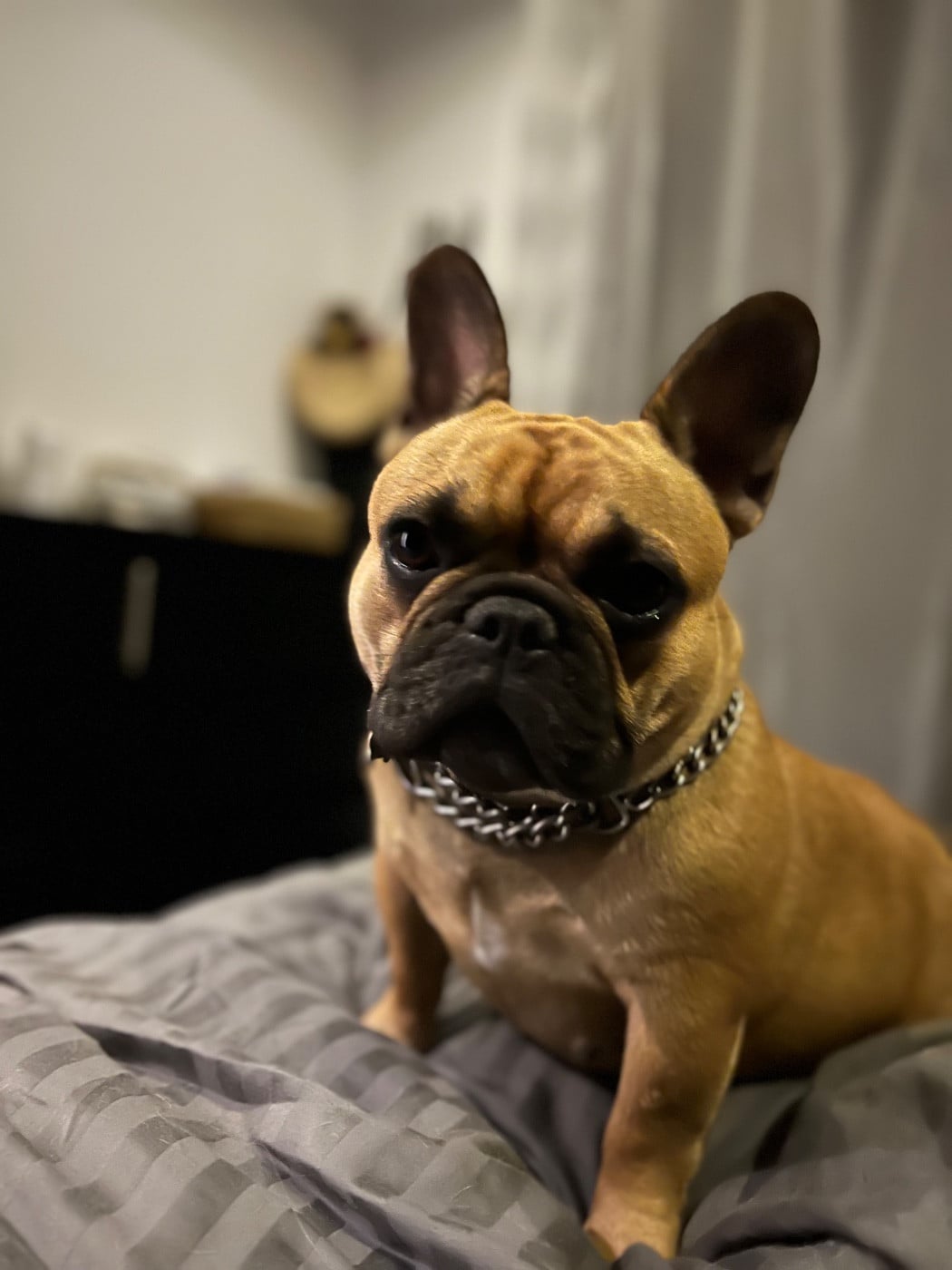 Stella Des Rêves De M'zel Charlotte