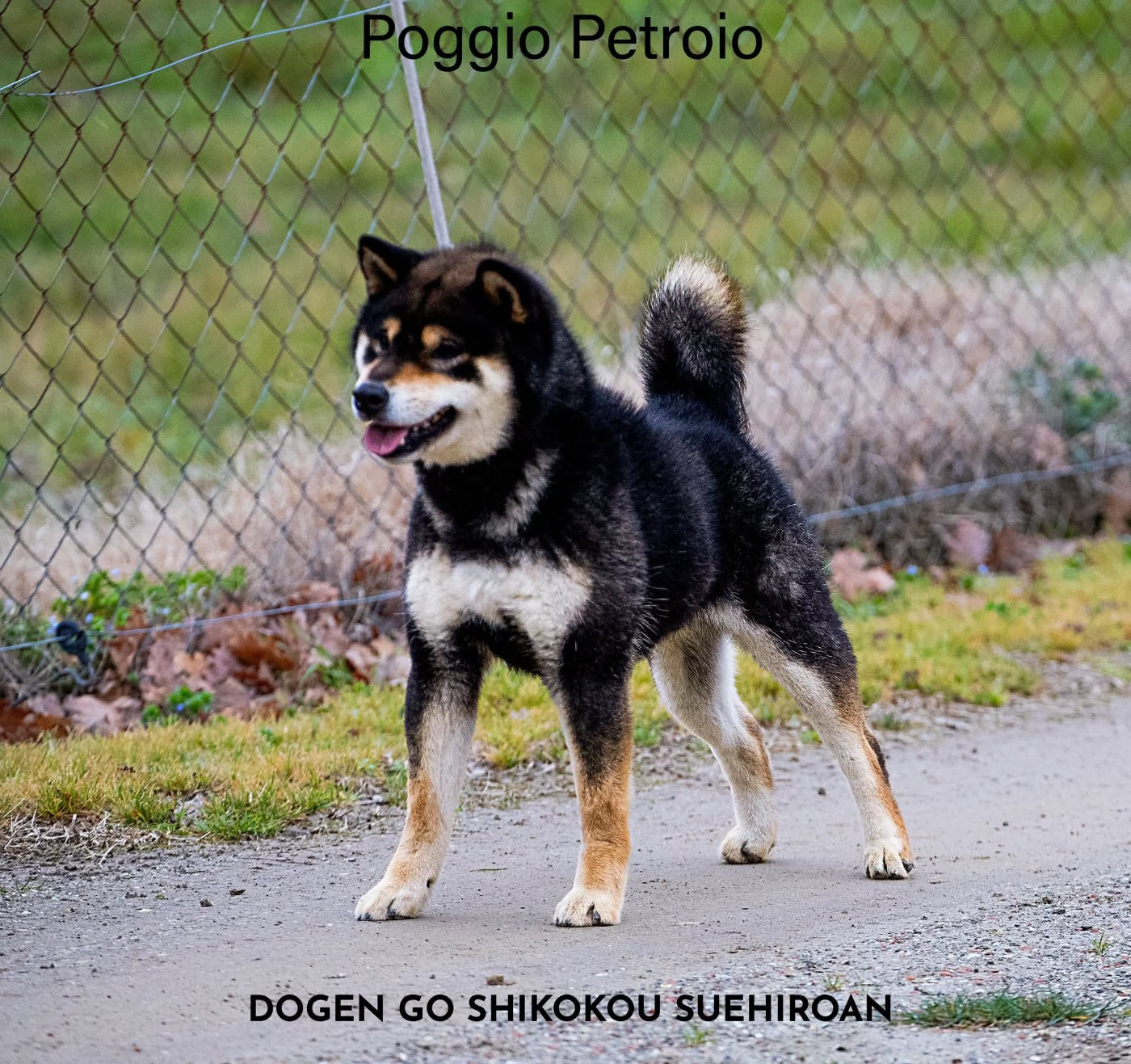 Dogen Go shikokusuehiroan