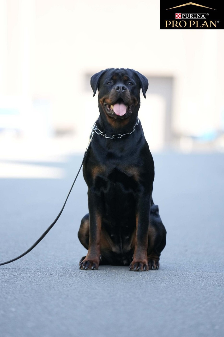 Publication : des Rotts de la Baronnie Auteur : Proplan