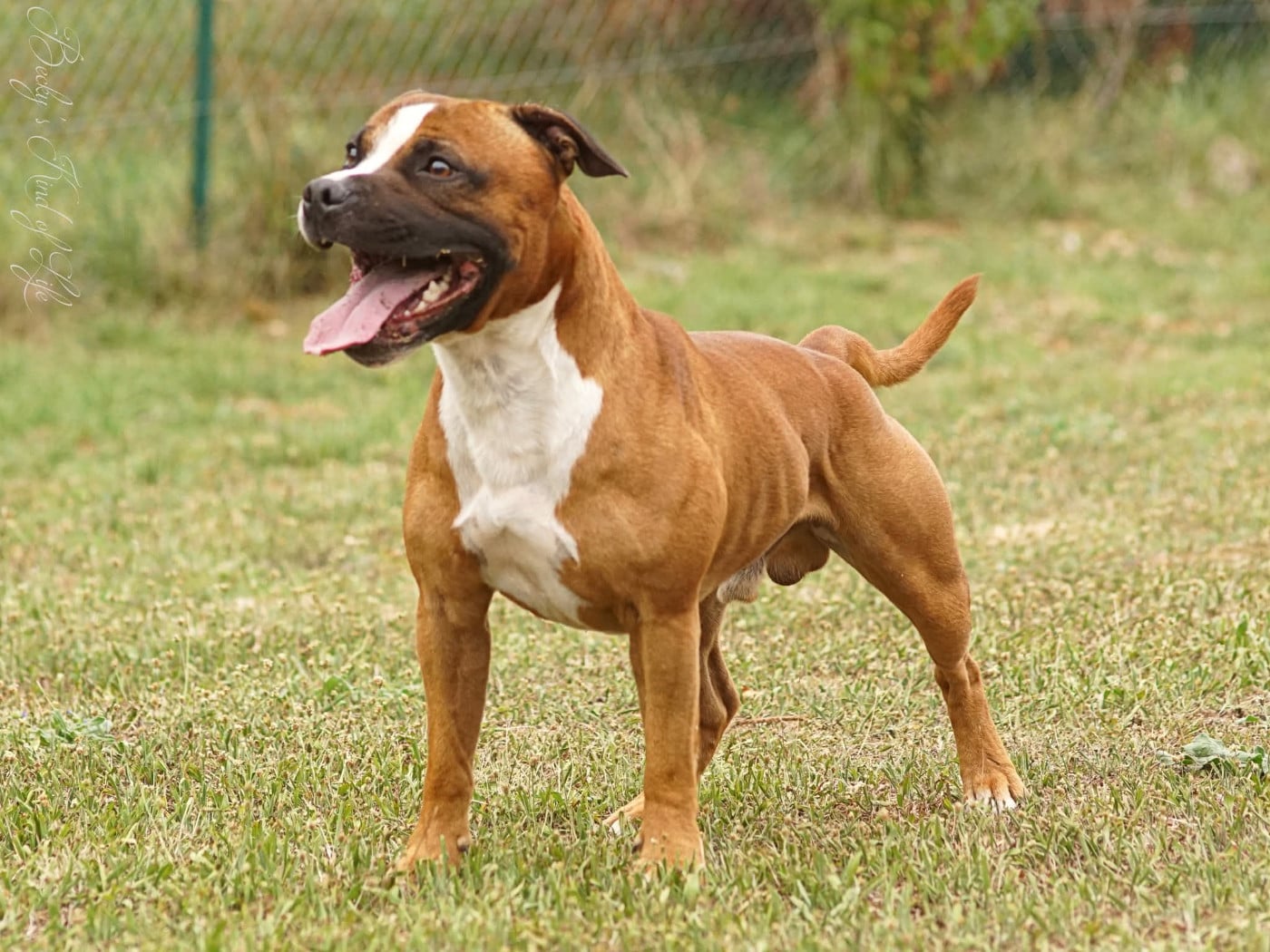 Publication : Gameness Staff 