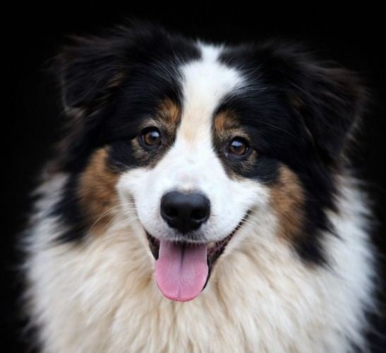 Publication : du Chemin de la Lune aux Reves 