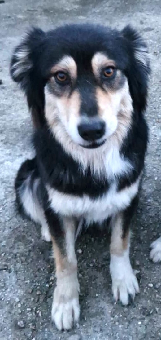 Publication : Des Monts De Lya 