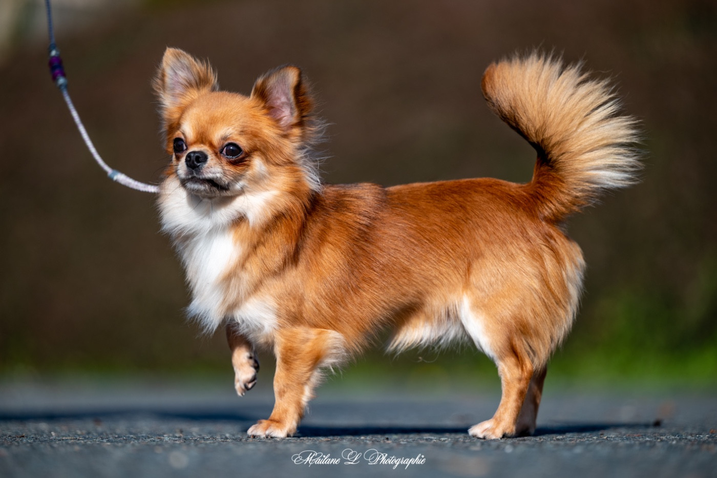 Publication : Sweet Little Cherry