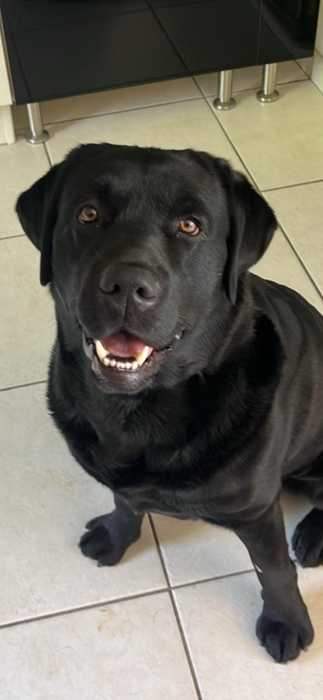 Publication : du Bonheur d'Iris 