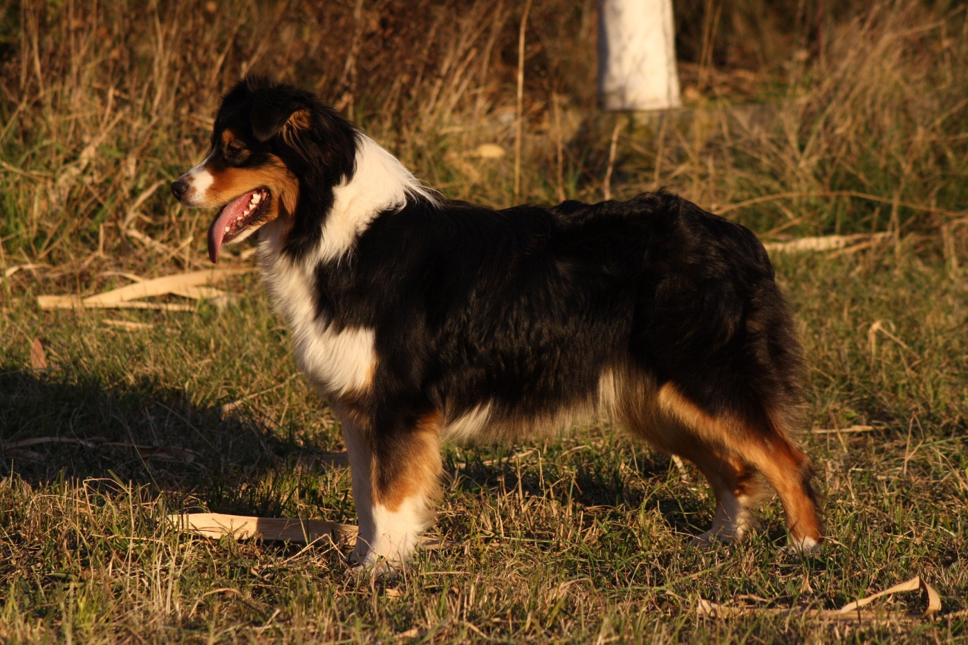 Publication : De La Ferme Du Mistral 