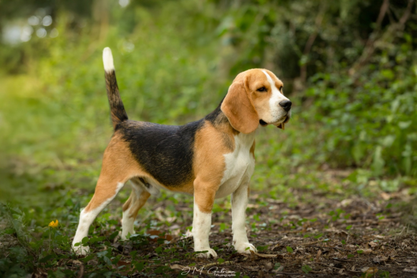 Publication : de l'arche de Riwan 