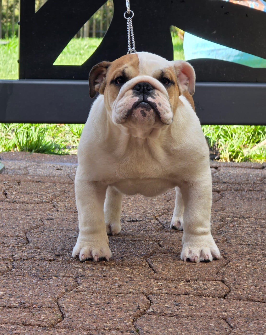 Publication : Des éclats De Cassiopée Auteur : DES ECLATS DE CASSIOPEE