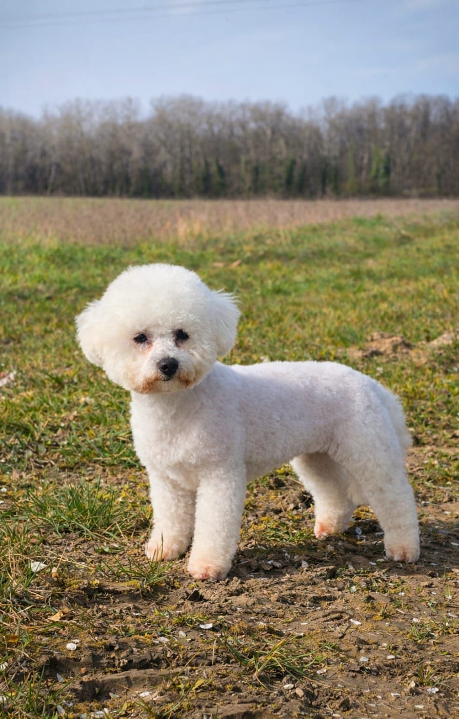 Publication : Du Royaume Des Quatre Pattes 