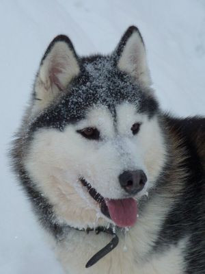 zoloto nebes Cherri bee