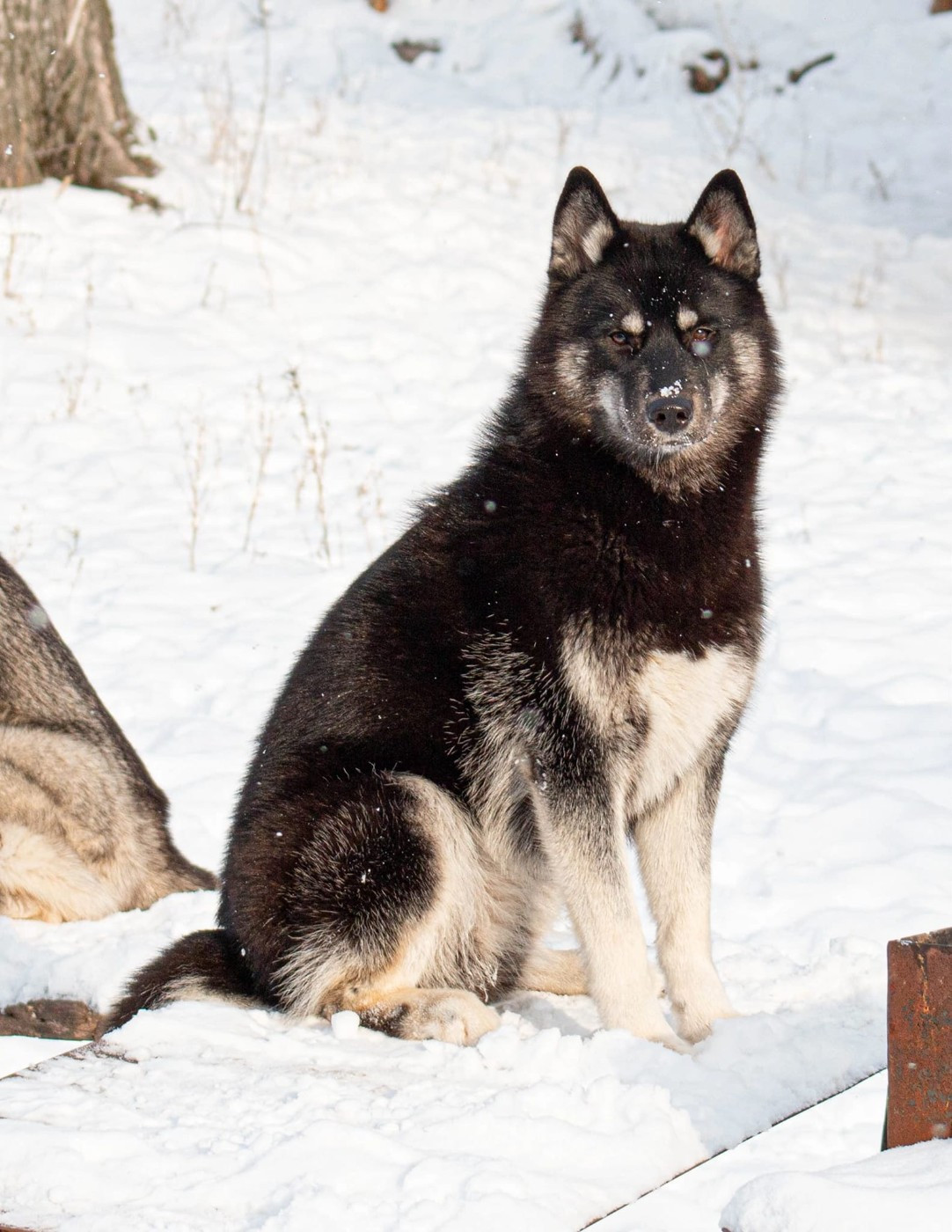 CH. berry mix Oil well