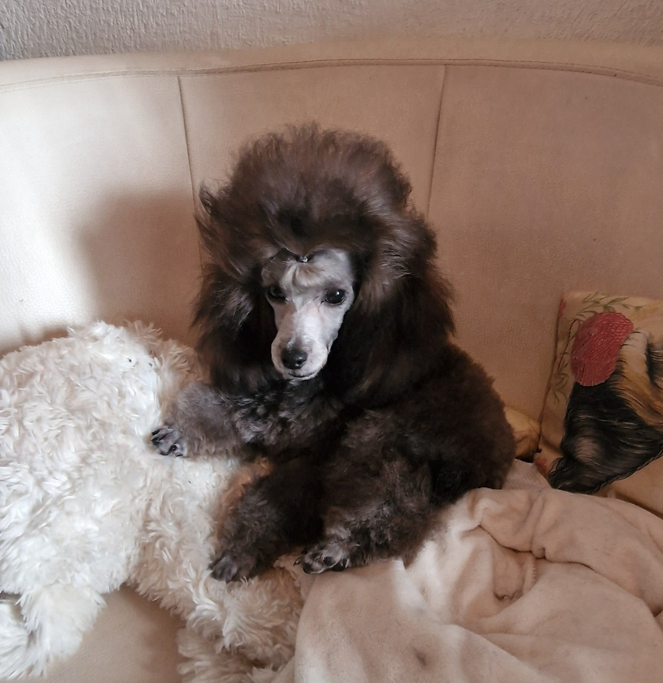 Publication : Du Clan Des Aristocrates Auteur : Karine Christin