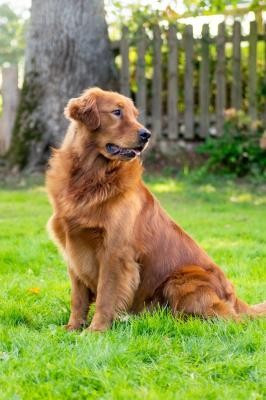 yellowhouse Dr Tyson