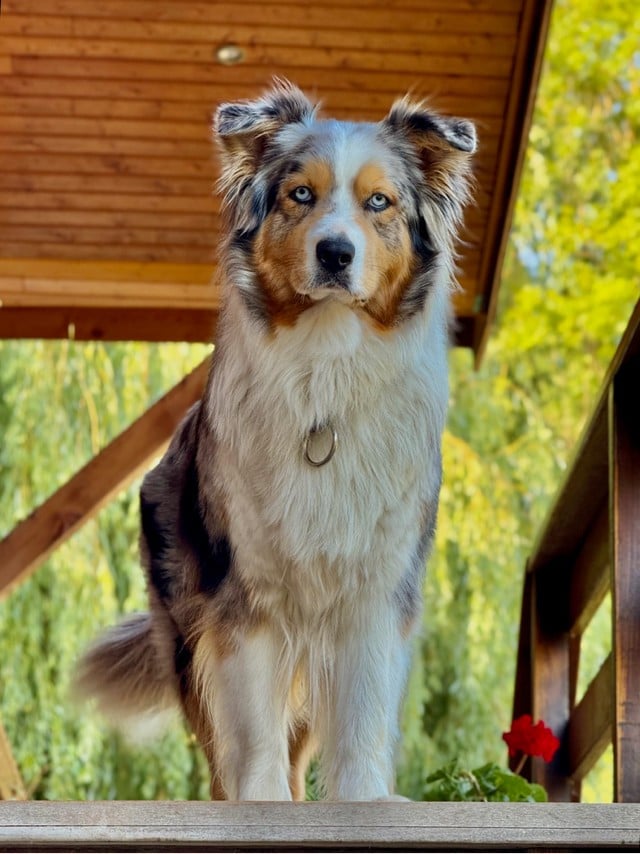 S'Ahsoka des bergers de rocamadour