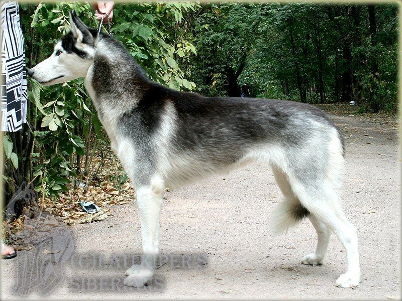 Severniy voyazh adelina (Sans Affixe)