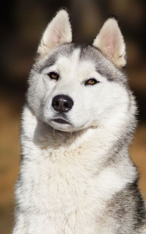 Venecia (Sans Affixe)