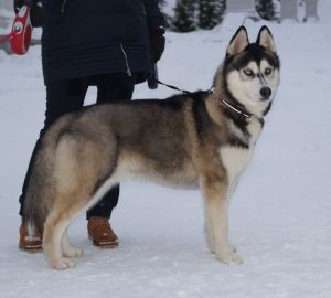 Aerosmith dark mountain (Sans Affixe)