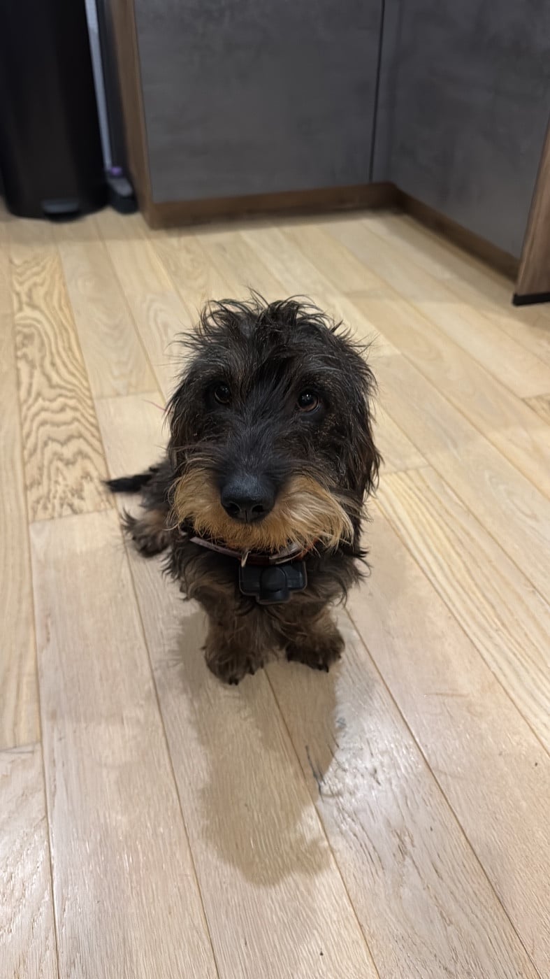 Publication : de la Cornée des Chats 