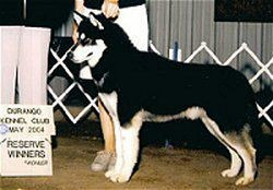 CH. Tar'n feathers Of the midnight sun