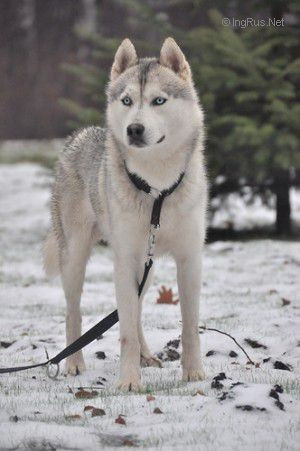 Vento libero estribog de kartahena