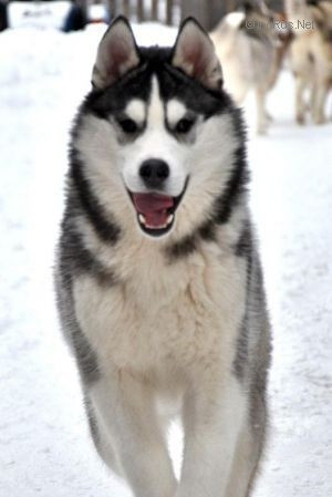 rave review X-files agent