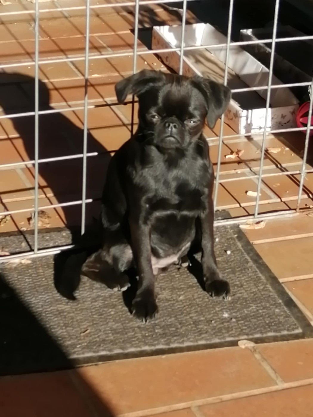 Publication : du Clan des petits Gremlin's Auteur : Kris Royer