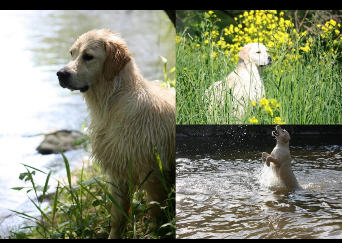 Inaya dreaming Angels of Tara