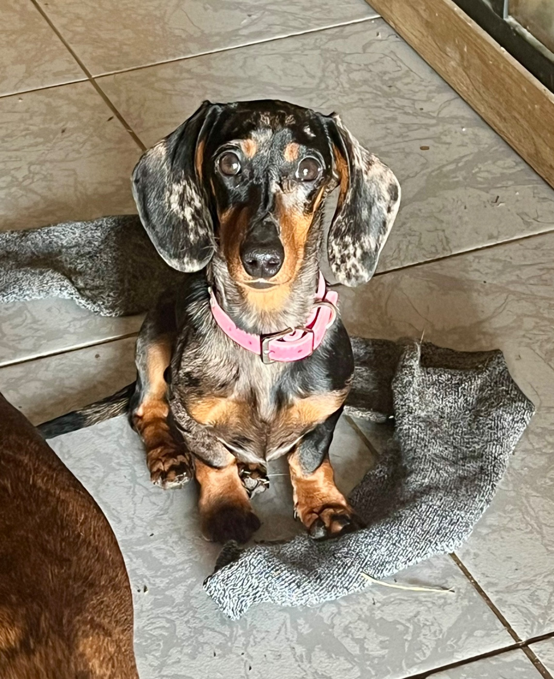 Victoria Impériale Blue du Buc de la Coume