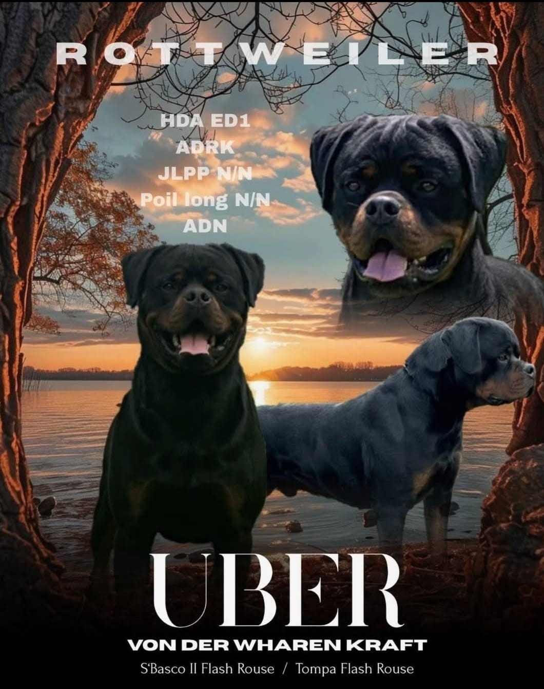 Publication : von der wharen kraft Auteur : Stephane Goetz