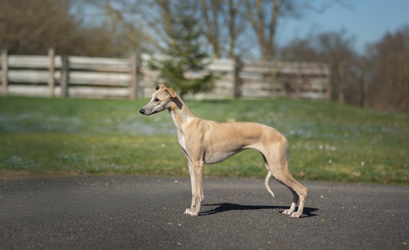 Publication : Zilcis