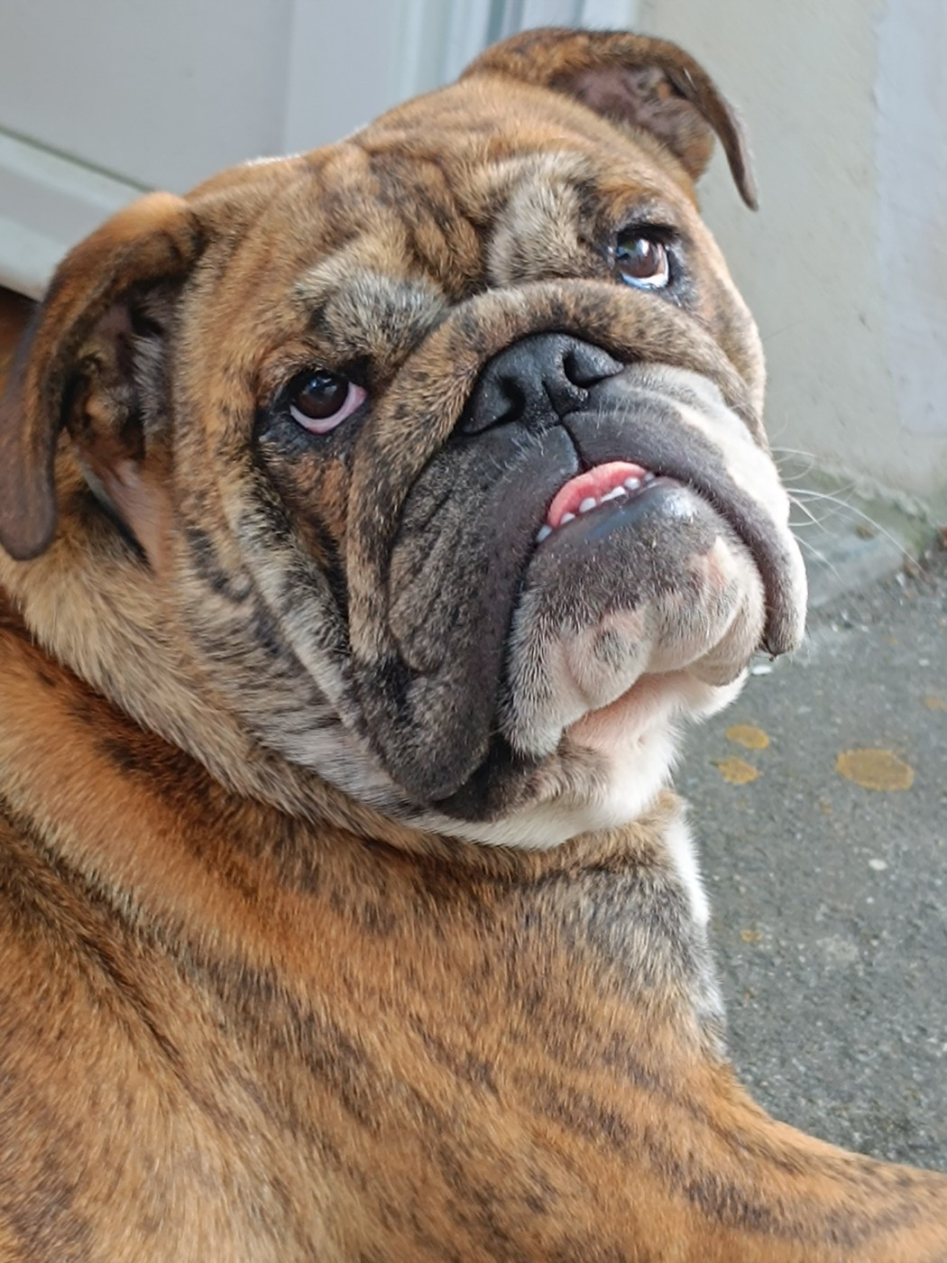 Publication : Craberie Passion bull 