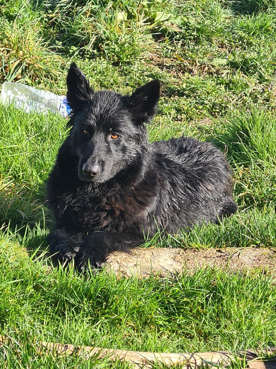 Publication : du clos Chalis 