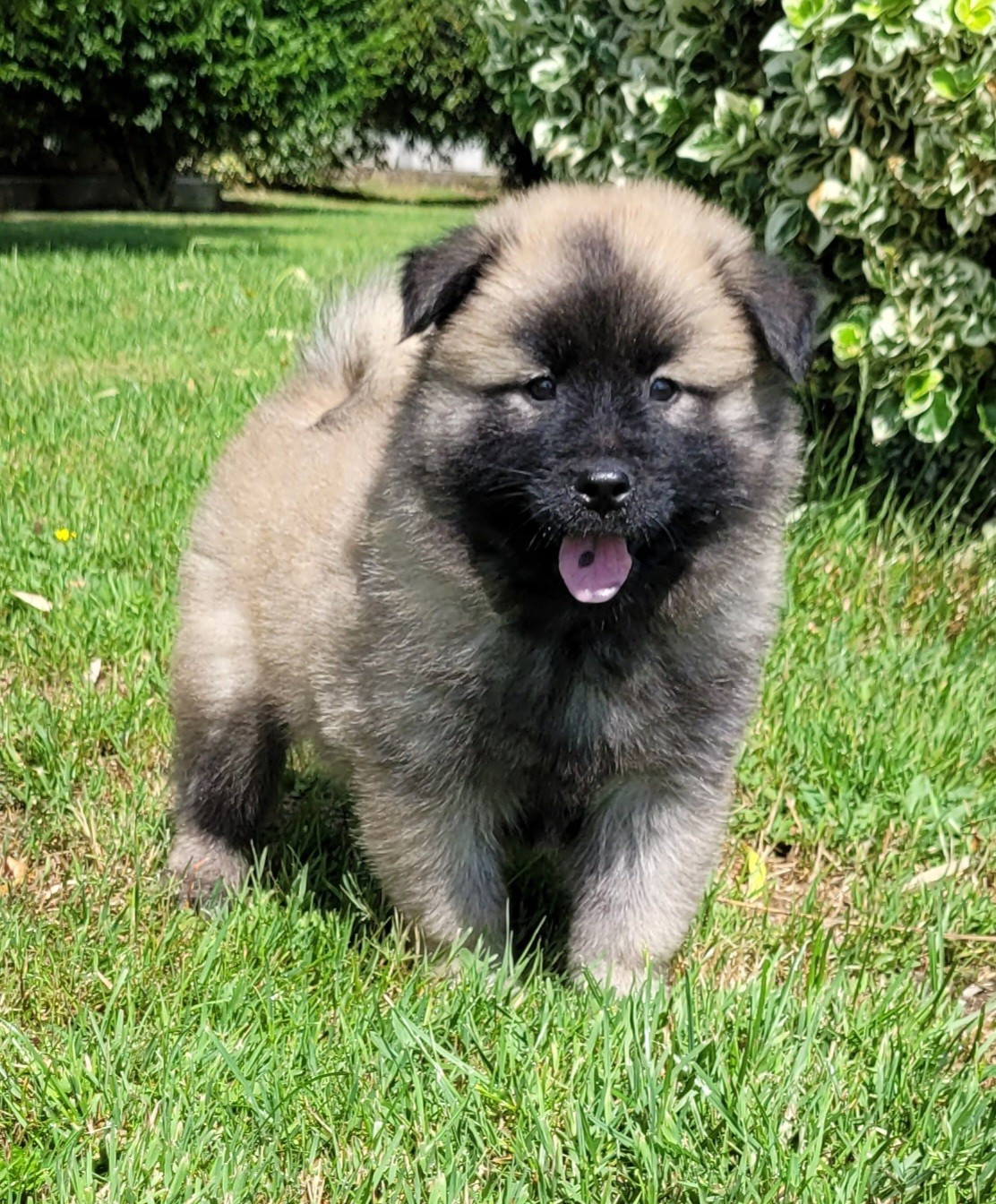 Publication : Des marais de courmont