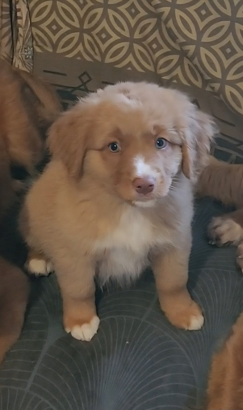 Publication : D'Altesse Et Ses Retrievers 