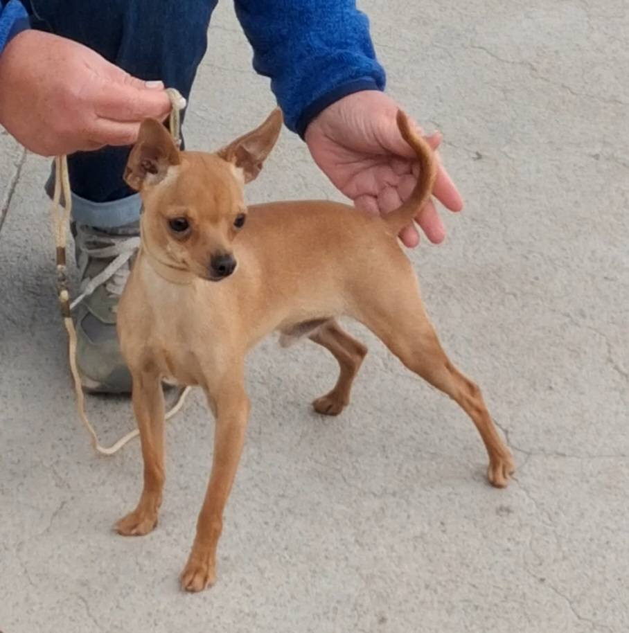 Publication : des merles Enchanteurs Auteur : S.Dravet