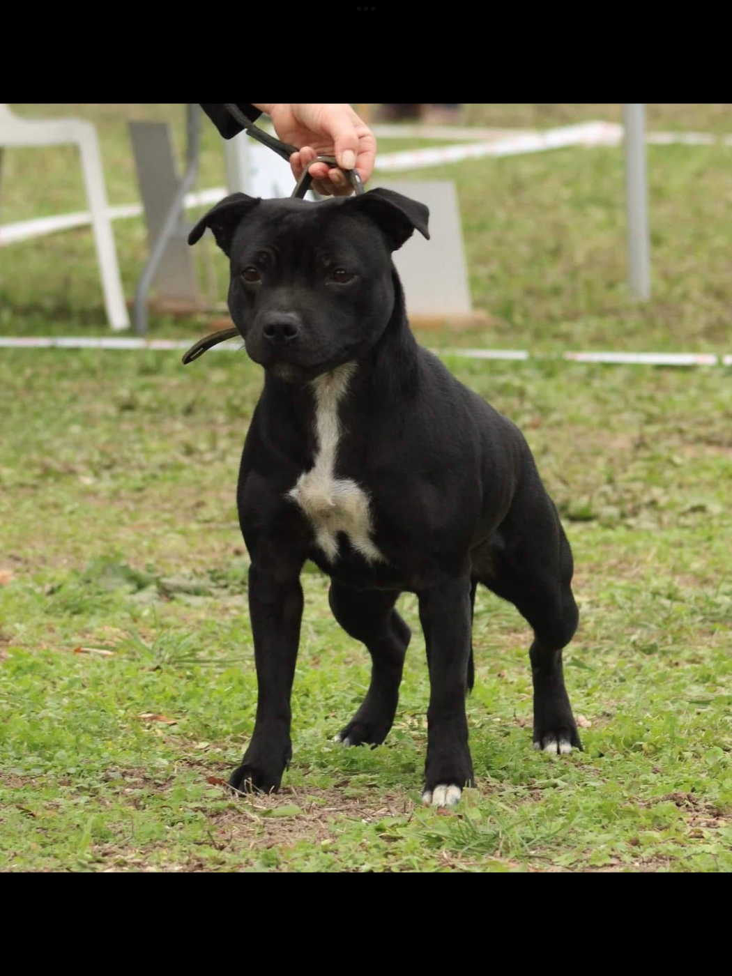 Publication : De La Taniere Du Staffie Auteur : Gregory michelon