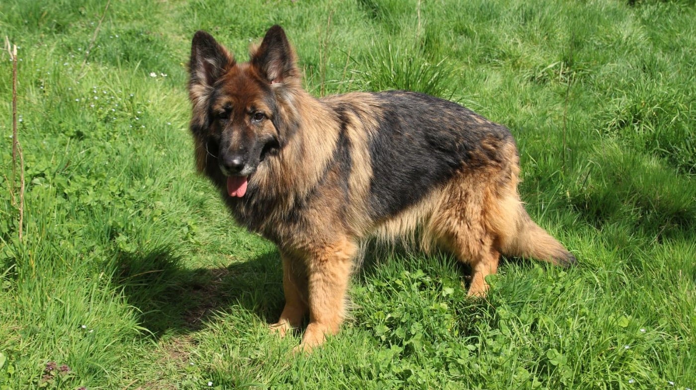 Publication : du Domaine de la Phoenix Doree 