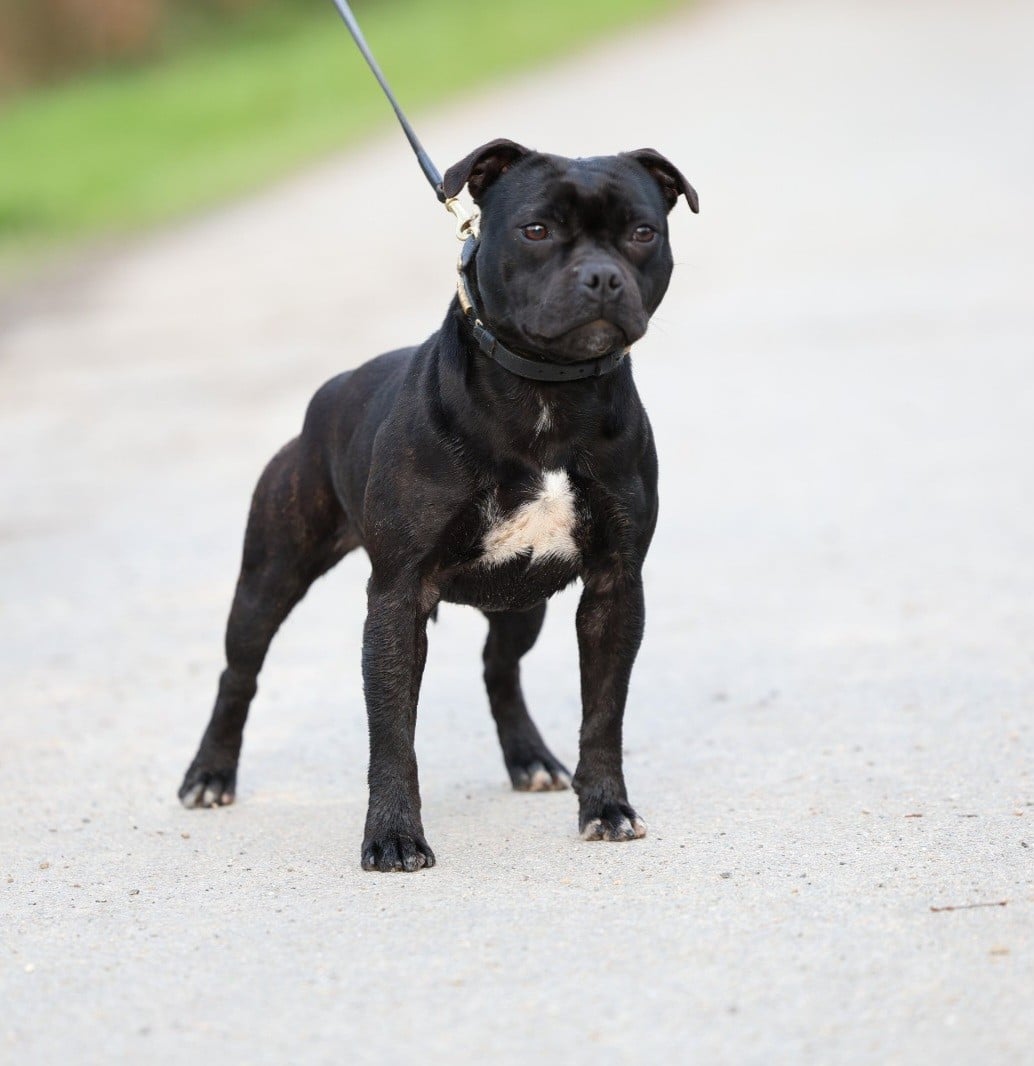 Publication : De Rockstar Dog 