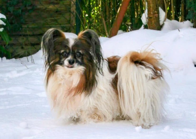 Publication : Royaume Du Cerisier 