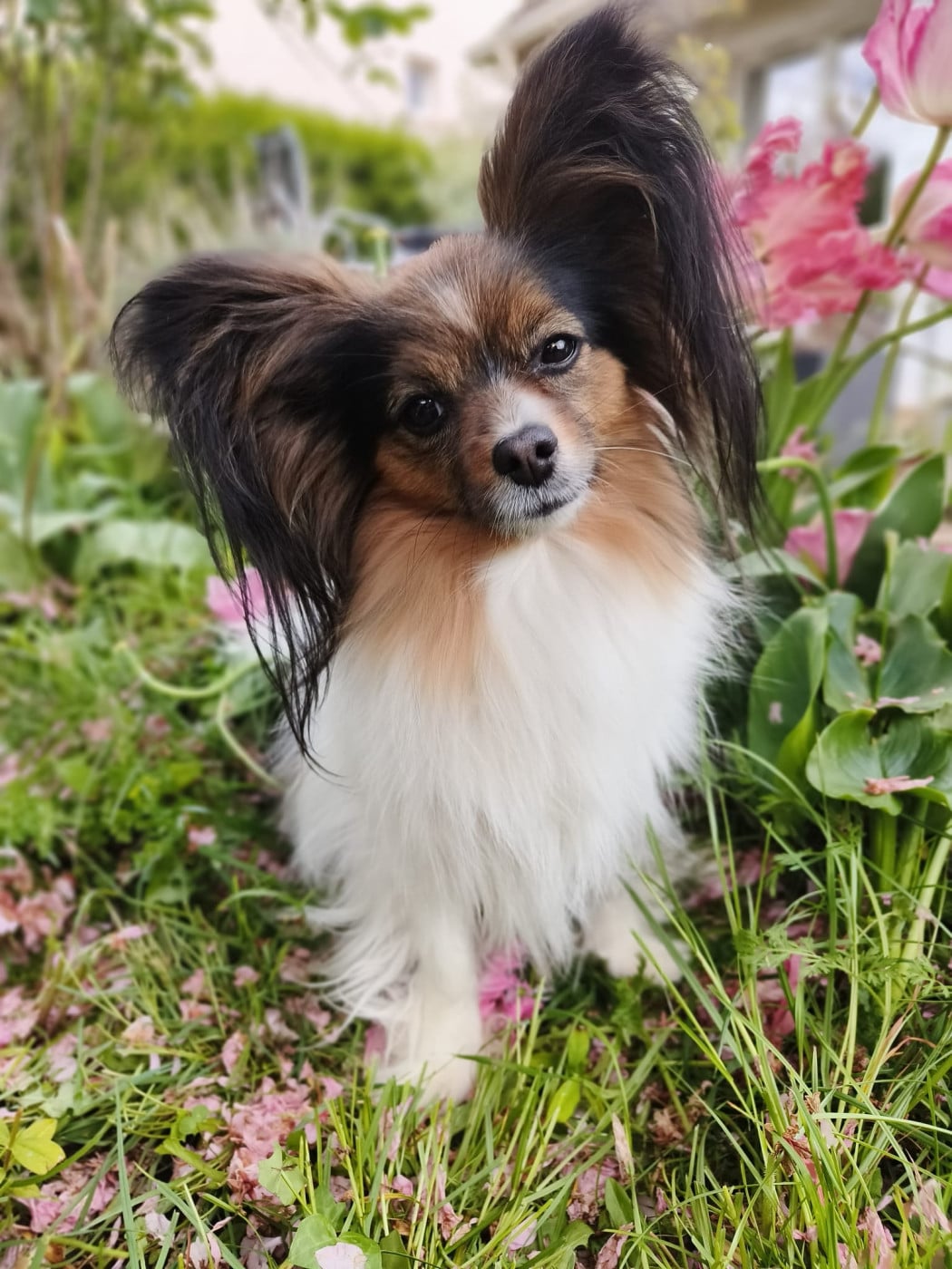 Publication : Royaume Du Cerisier 