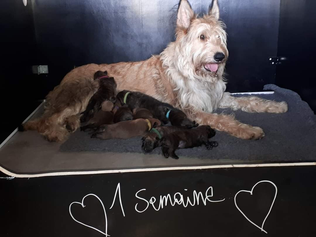 Publication : Du Pays Noir